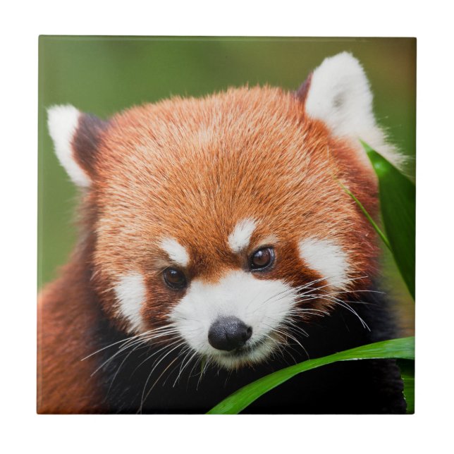 Azulejo Panda Rojo Adorable (Frente)