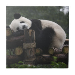 Azulejo Pandas gigantes en la gigantesca protección Panda