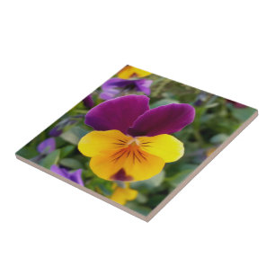 Azulejo Pansias brillantes