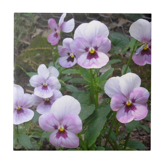 Azulejo Pansies (Frente)