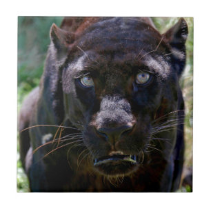 Azulejo Pantera negra