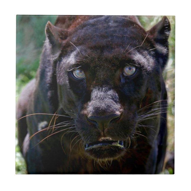 Azulejo Pantera negra (Frente)