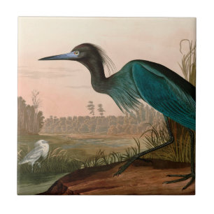 Azulejo Papel Audubon azul o garza perón en Estados Unido