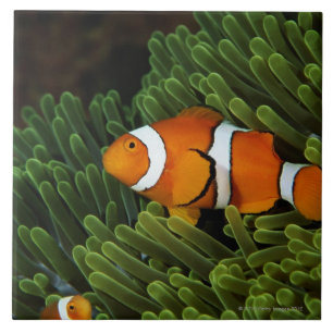 Azulejo Papúa Nueva Guinea, anemonefish falso del payaso
