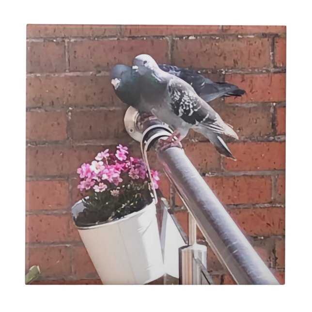 Azulejo Par de pichón y Flores de Saxifrage rojo (Frente)
