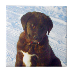 Azulejo Para perrito blanco de Labrador del negro del amor