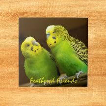 Paracaidistas verdes y amarillos de Feathered Frie