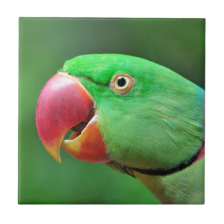 Azulejo Parakeet del Alexandrine