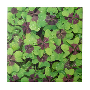 Azulejo Parche de cuatro hojas, Sorrel, con Dew