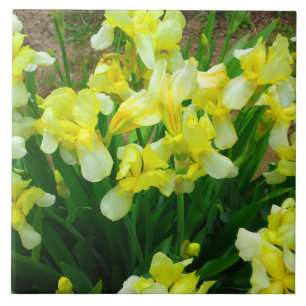 Azulejo Parche de iris amarillo