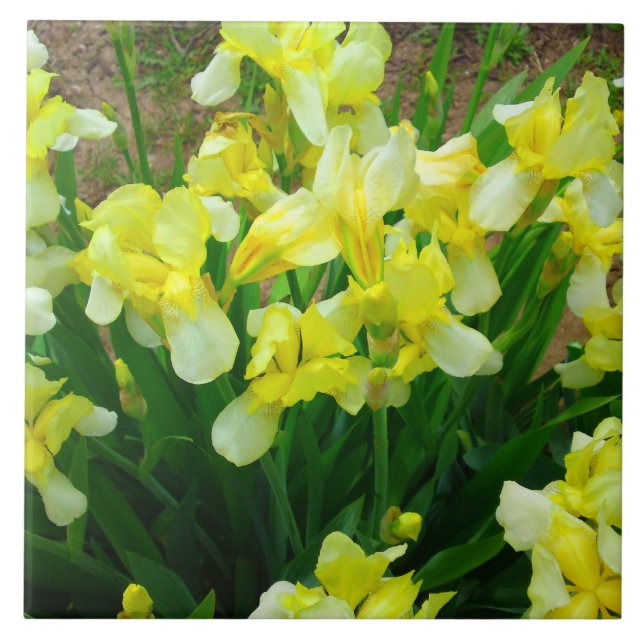 Azulejo Parche de iris amarillo (Frente)