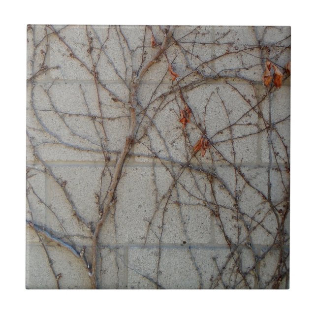 Azulejo Pared del bloque de cemento con las vides (Frente)