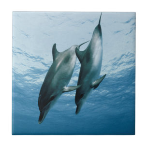 Azulejo Pareja de delfines