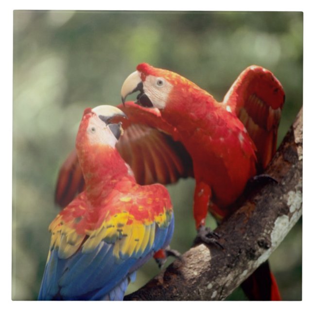 Azulejo Pareja de guacamayos escarlata (Frente)