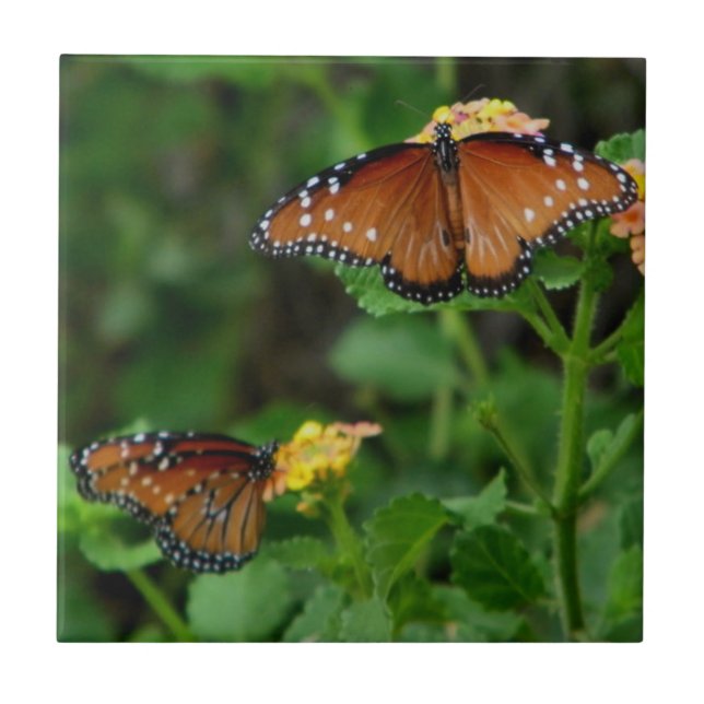 Azulejo Pareja de mariposas reina (Frente)