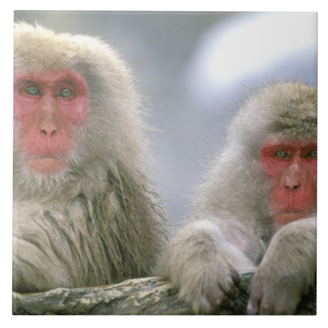 Azulejo Pareja de monos de nieve, macaco japonés, (Frente)