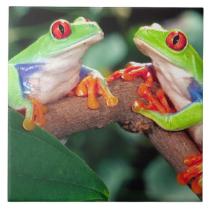 Azulejo Pareja de ranas de ojos rojos, Agalychinis callidr