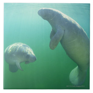 Azulejo Pares de manatees de la Florida que nadan