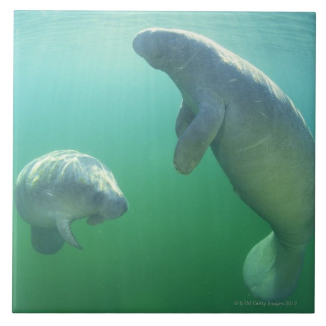 Azulejo Pares de manatees de la Florida que nadan (Frente)