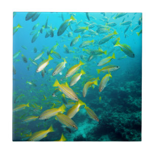 Azulejo Pargo amarillo en arrecife de coral