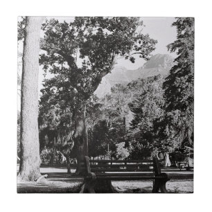 Azulejo Parque del Cabo de Waal Montaña Sudáfrica ZA