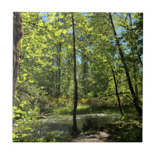 Azulejo Parque Estatal Elijah Bristow, Dexter, Oregón