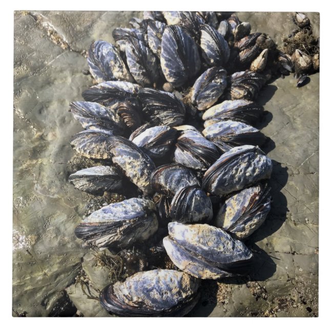 Azulejo Parque Estatal Sisters Rock, Costa de Oregón (Frente)