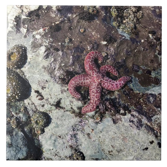 Azulejo Parque Estatal Sisters Rock, Costa de Oregón (Frente)