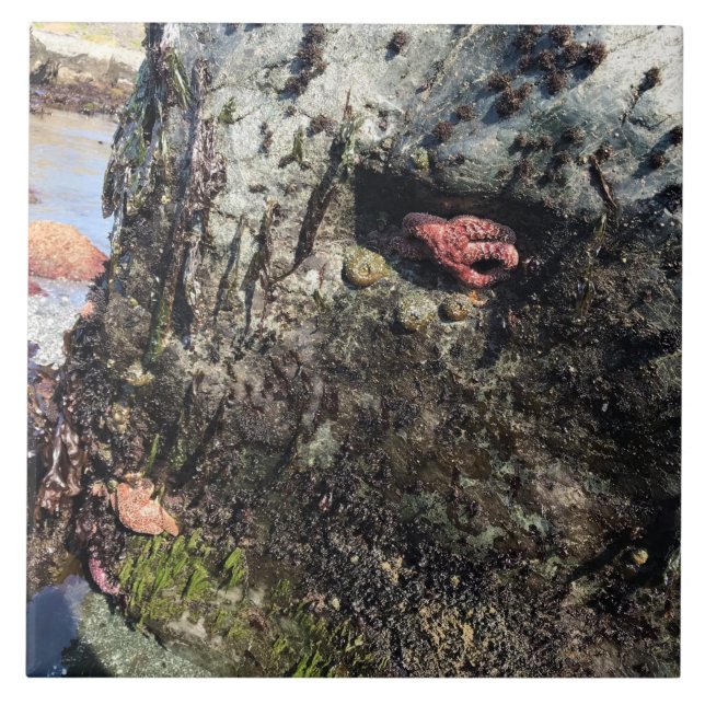 Azulejo Parque Estatal Sisters Rock, Costa de Oregón (Frente)