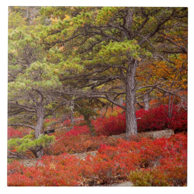 Azulejo Parque nacional Acadia, Maine (Frente)