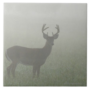 Azulejo Parque nacional de Great Smoky Mountains,