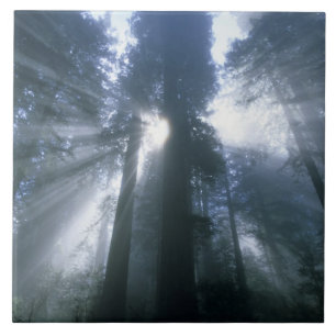 Azulejo Parque Nacional Redwood, Condado Del Norte, niebla