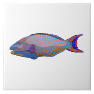 Azulejo Parrot Fish