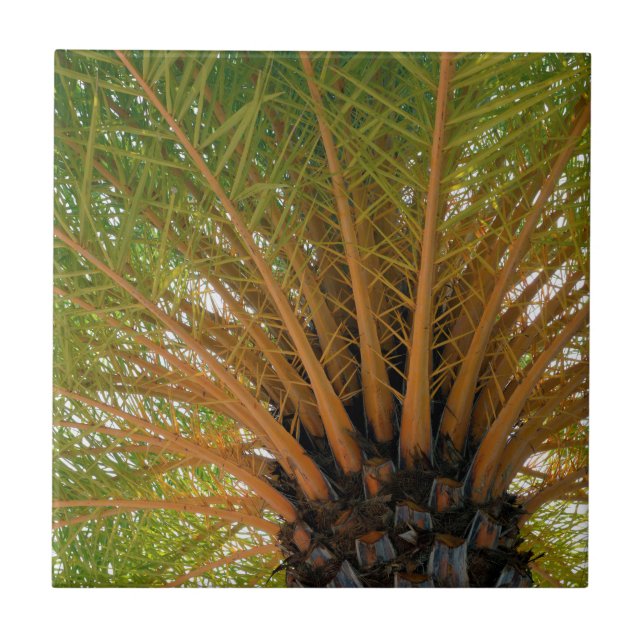 Azulejo Parte inferior de la palmera (Frente)