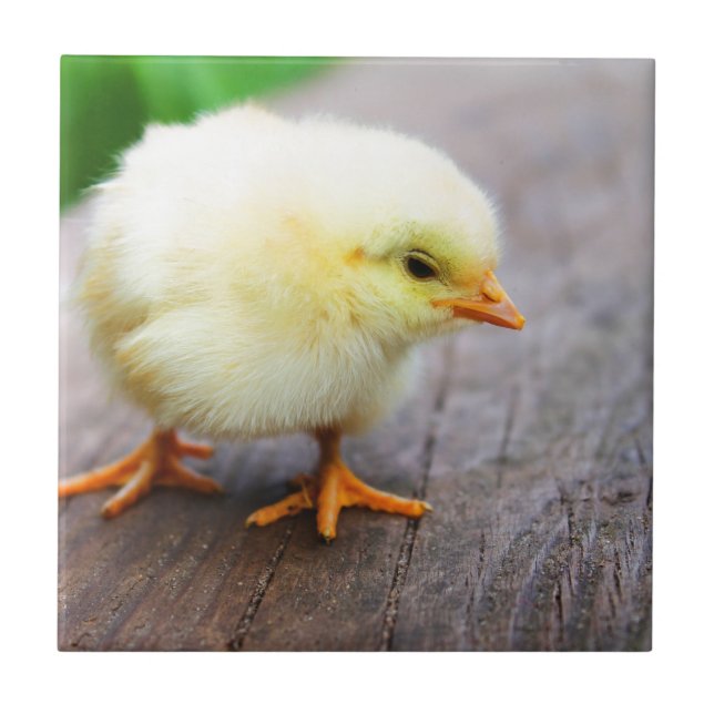 Azulejo pasatiempo (Frente)