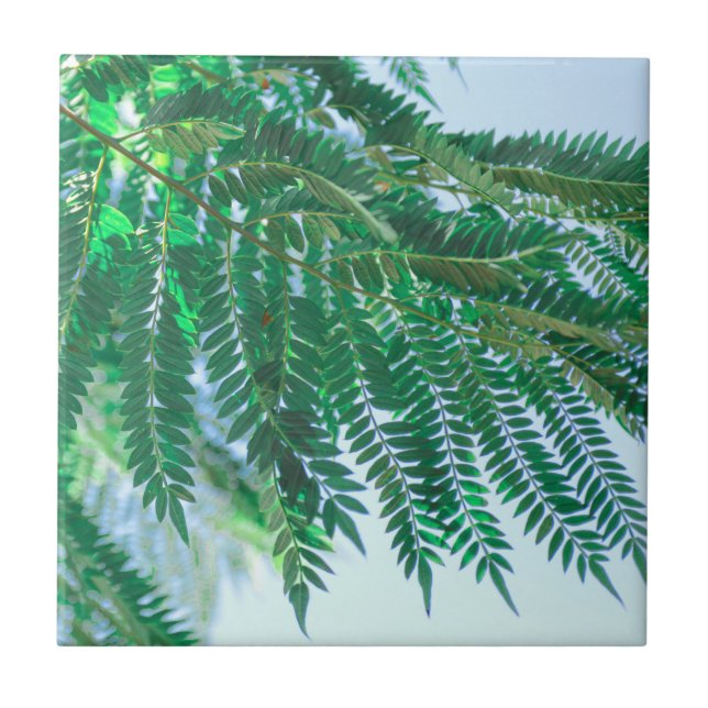 Azulejo Pastel Tema Jacaranda Tree Leaves (Frente)