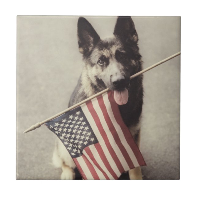 Azulejo Pastor alemán con bandera estadounidense (Frente)