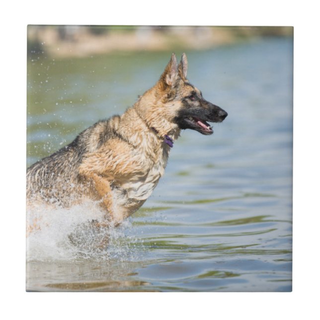 Azulejo Pastor alemán salta al agua (Frente)