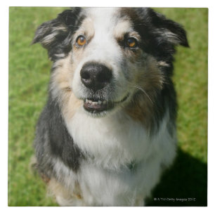 Azulejo Pastor australiano que sonríe en la cámara