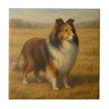 Pastor de Shetland