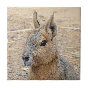 AZULEJO PATAGONIAN MARA