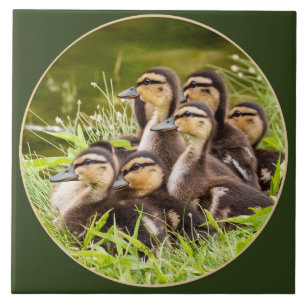 Azulejo Patitos encantadores
