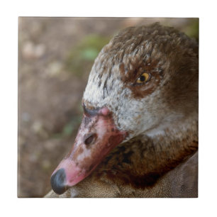 Azulejo Pato