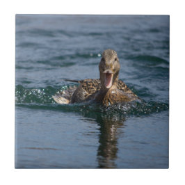 Azulejo Pato abierto con pico