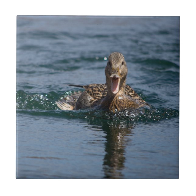Azulejo Pato abierto con pico (Frente)