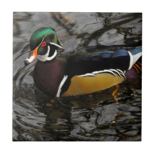 Azulejo Pato De Madera Masculina En Crystal Springs Rhodod