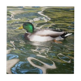 Azulejo Pato del pato silvestre