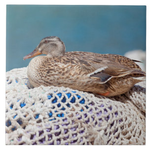 Azulejo Pato en desuso