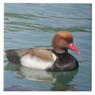 Azulejo Pato en el agua
