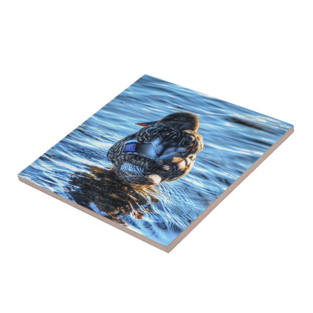 Azulejo Pato Mallard en río Invierno - Foto de vida silves (Lado)